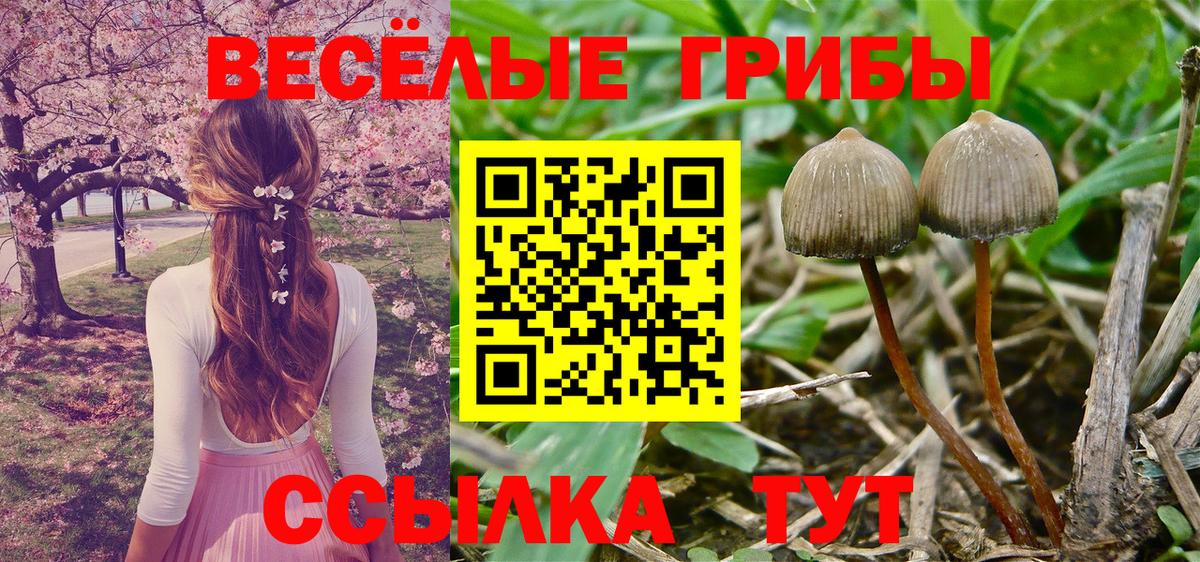 Псилоцибиновые грибы Psilocybe  Вход с VPN  Заречный 